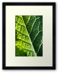 Day 246 - 12th March 2012 - Framed Print