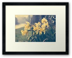 Day 249 - 15th March 2012 - Framed Print