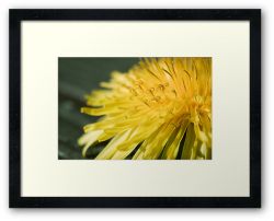 Day 258 - 24th March 2012 - Framed Print