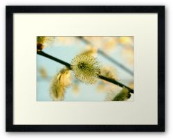 Day 260 - 26th March 2012 - Framed Print