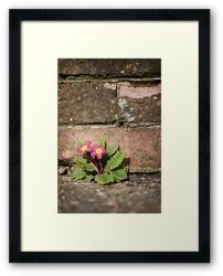 Day 264 - 30th March 2012 - Framed Print