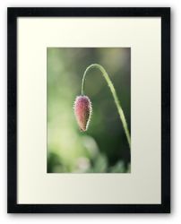 Day 317 - 22nd May 2012 - Framed Print