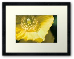 Day 322 - 27th May 2012 - Framed Print