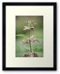 Day 326 - 31st May 2012 - Framed Print