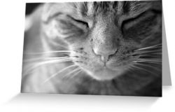 The Life of a Cat - Black and white - Greeting Card