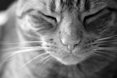 The Life of a Cat - Black and white - Print