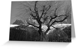 Chamonix Tree - Greeting Card