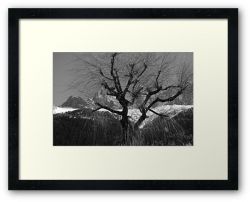 Chamonix Tree - Framed Print