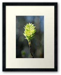 Spring is Here! - Framed Print