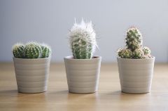 Three Cacti