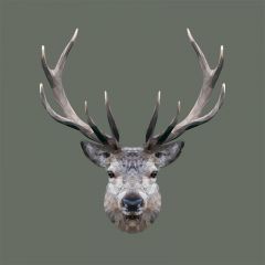 The Stag - Print