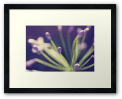 Day 28 - 7th August 2011 - Framed Print