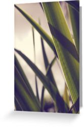 Day 63 - 11th September 2011 - Greeting Card