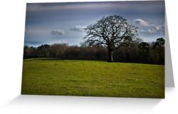 Day 193 - 19th January 2012 - Greeting Card