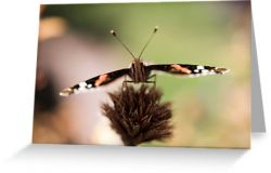 Day 356 - 30th June 2012 - Greeting Card