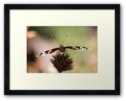 Day 356 - 30th June 2012 - Framed Print