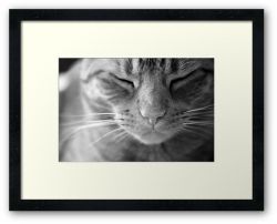 The Life of a Cat - Black and white - Framed Print