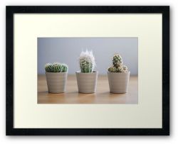 Three Cacti - Framed Print