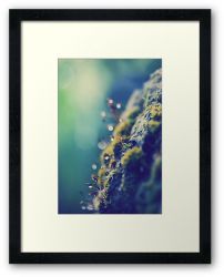 Day 34 - 13th August 2011 - Framed Print